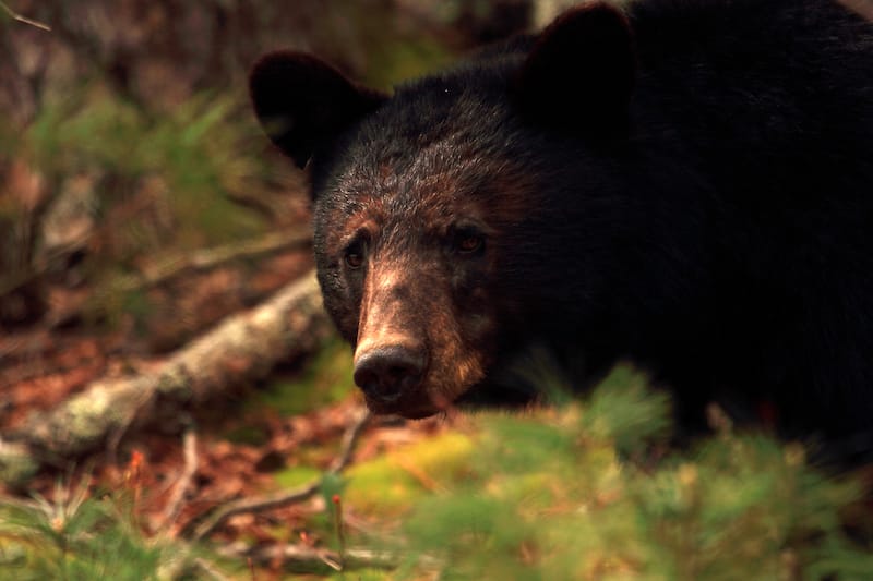 Great Smoky Mountains National Park