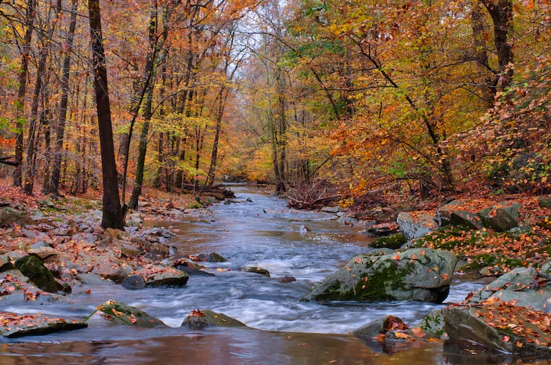 Bynum Run Creek in Bel Air