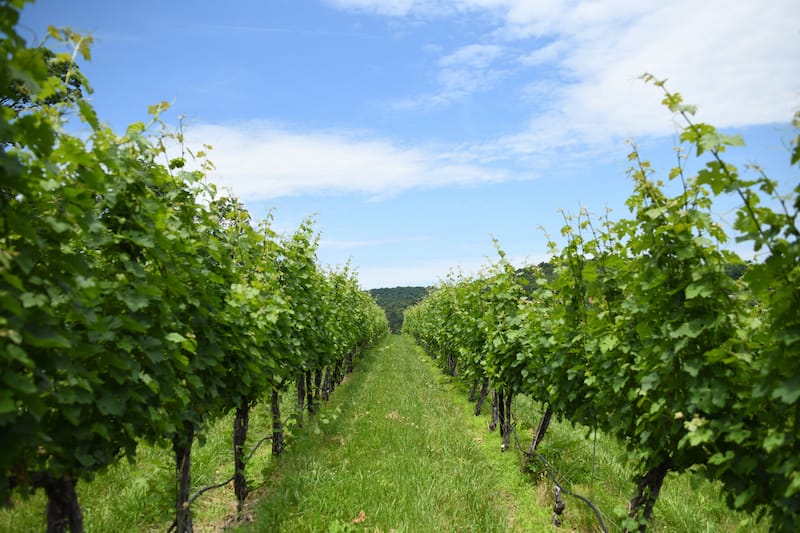 Cave Ridge Vineyards in the Shenandoah Valley