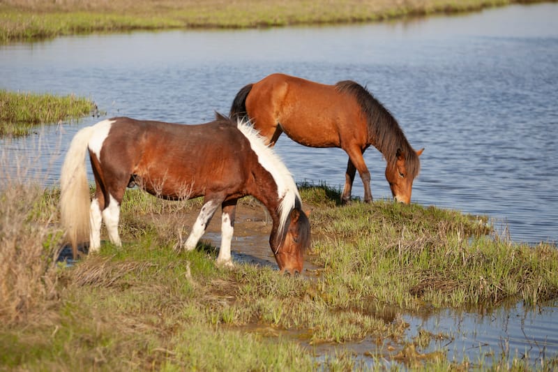 Eastern Shore of Virginia