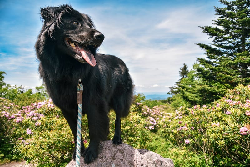 George Washington and Jefferson National Forests 