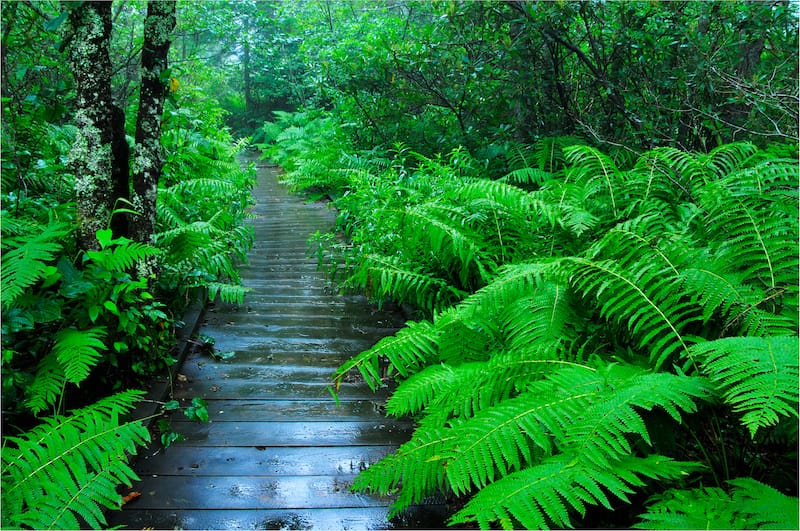 Monongahela National Forest