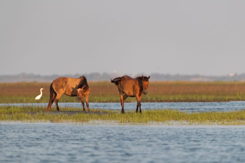 Rachel Carson Reserve