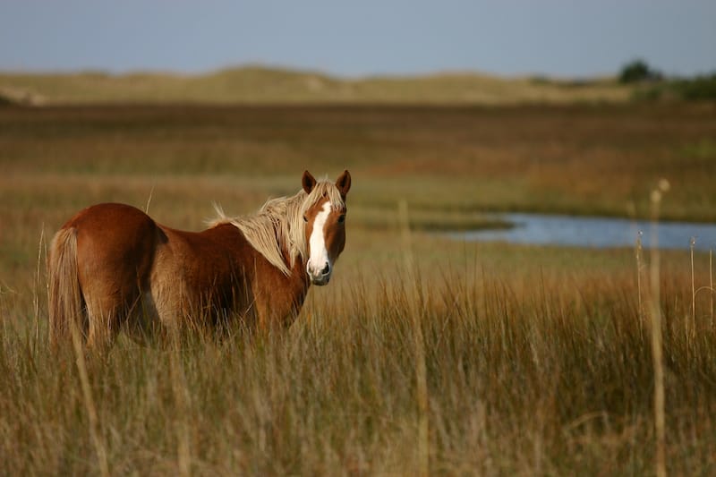 Shackleford Banks