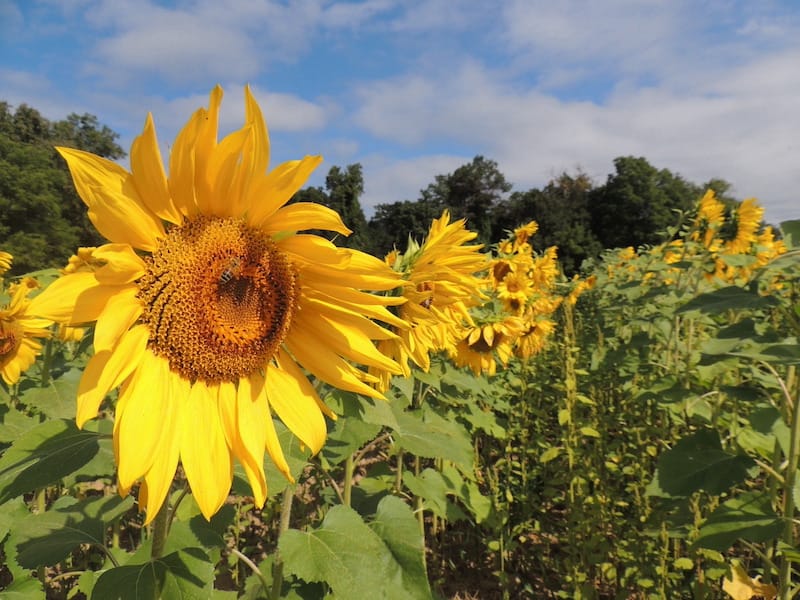 Sunflower fields in Monkton