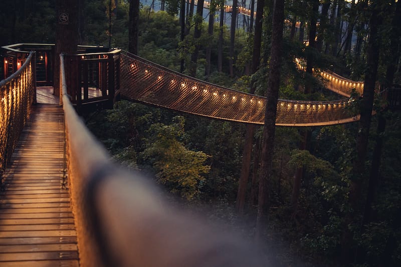 Tree bridge at Anakeesta in Gatlinburg