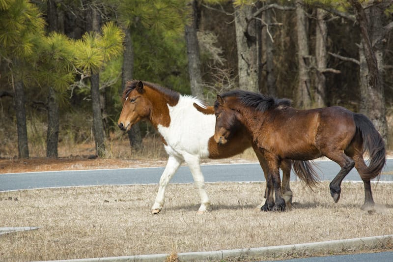 Wild horses in Berlin