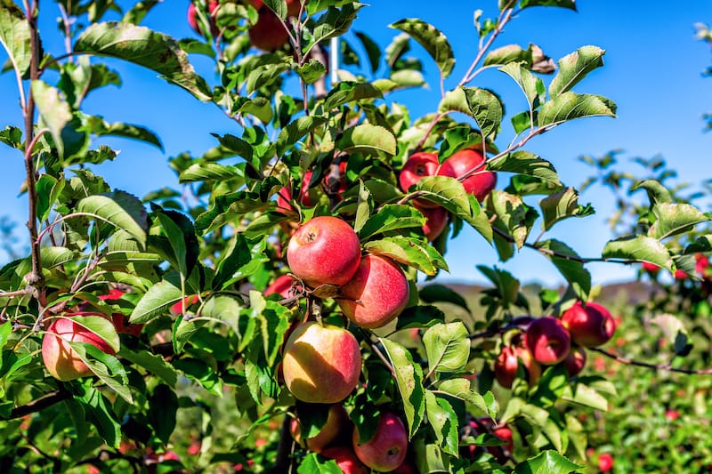 How to Measure Fresh Apples – Mountain Fresh Orchards