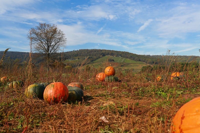 Pumpkin patches in Virginia (+ Virginia corn mazes)