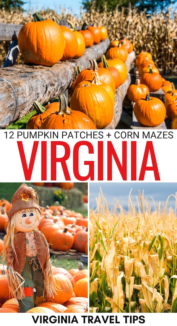 best pumpkin patch in northern va