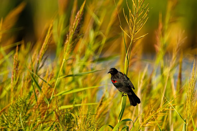 Beginning of fall at Eastern Neck Wildlife Refuge