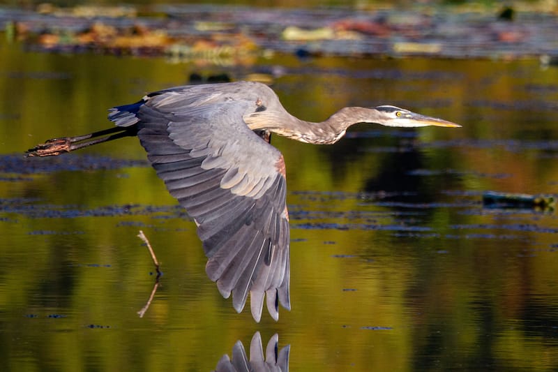 Hatchie National Wildlife Refuge