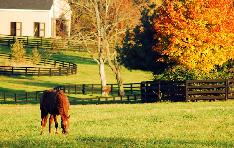 Kentucky horse country