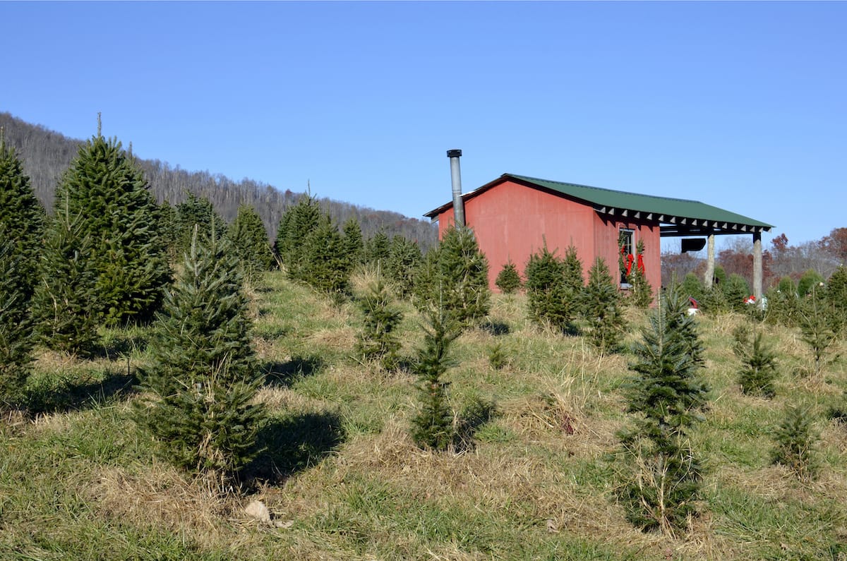 Best Christmas tree farms in VA