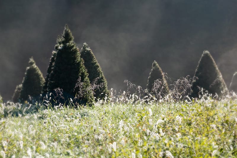 Christmas tree farms in Virginia