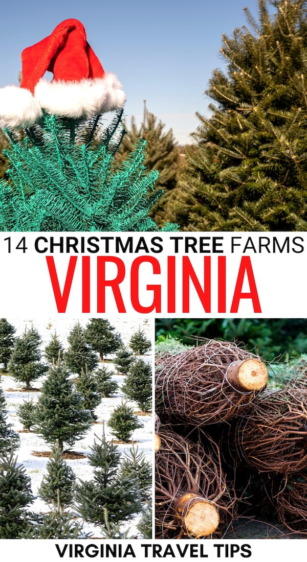Looking for the perfect tree this holiday season? These are the best Christmas tree farms in Virginia - including cut-your-own trees, wreaths, and more! | Christmas in VA | Christmas in Virginia | Virginia in December | December in VA | Cut your own tree in Virginia | Christmas trees in Hampton Roads | Christmas trees in Richmond | Xmas tree farms in Virginia | Xmas in VA
