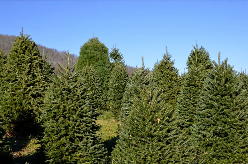 VA Christmas tree farms