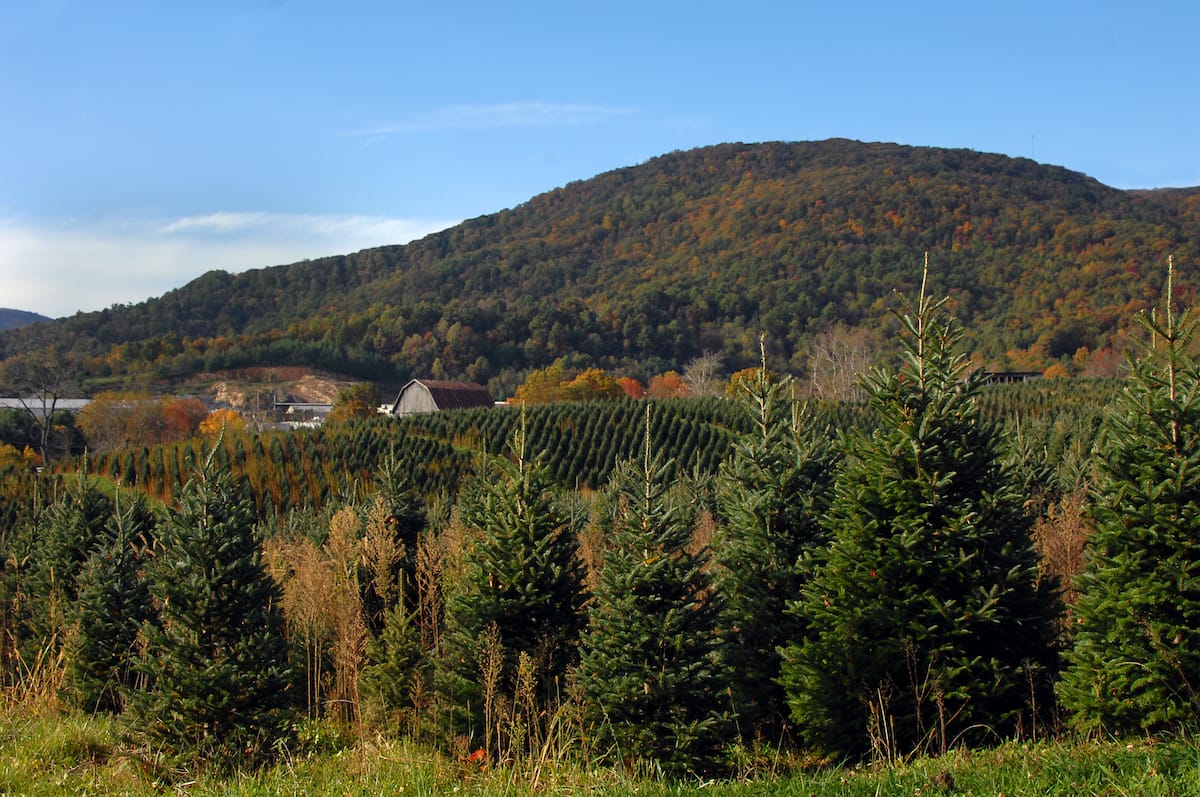 VA xmas tree farms