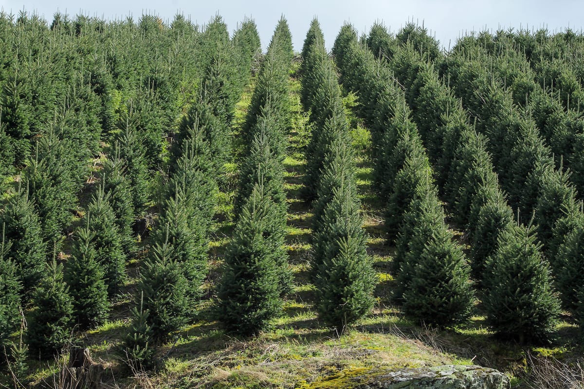 Virginia Christmas tree farms