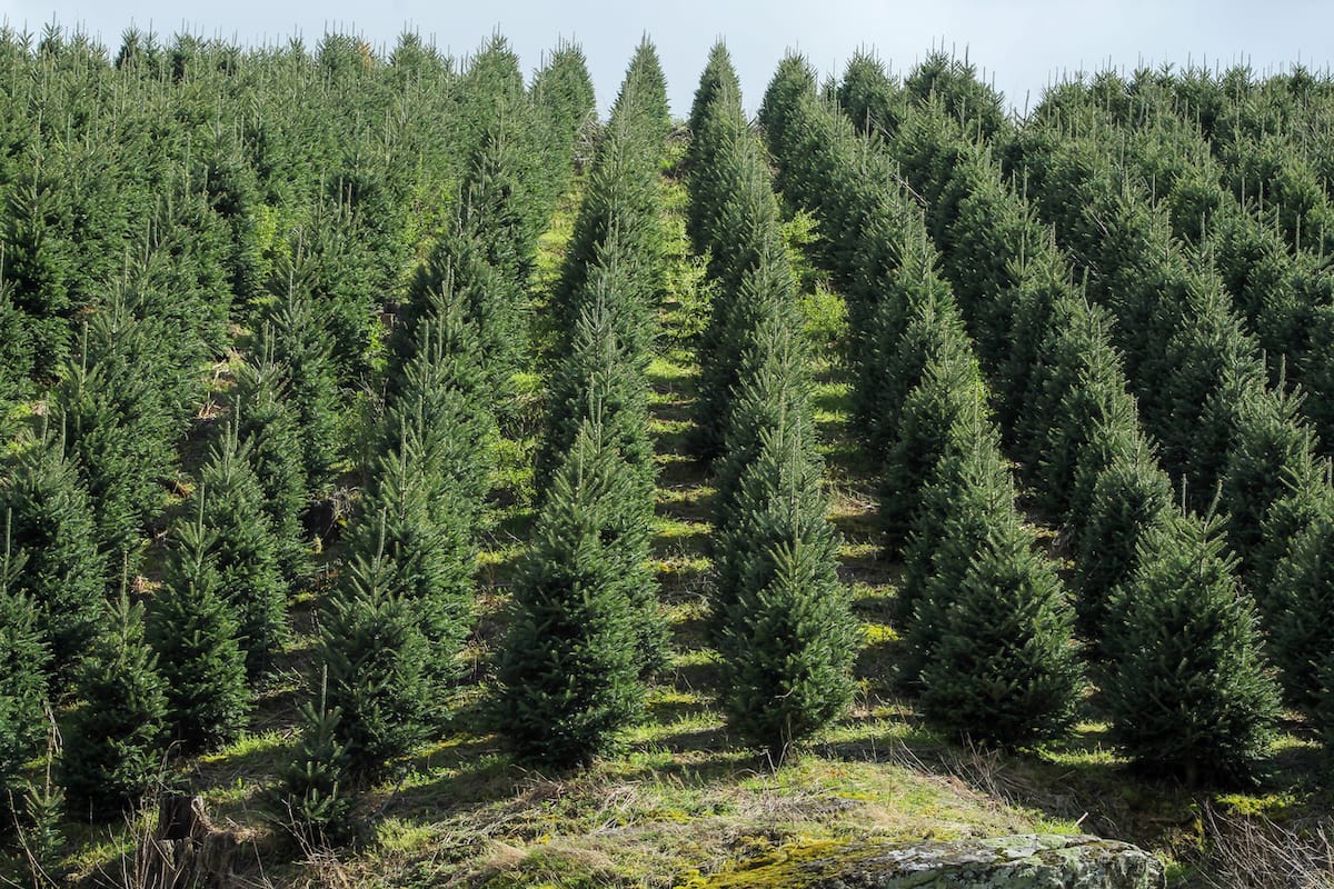 christmas tree cutting near me 2021