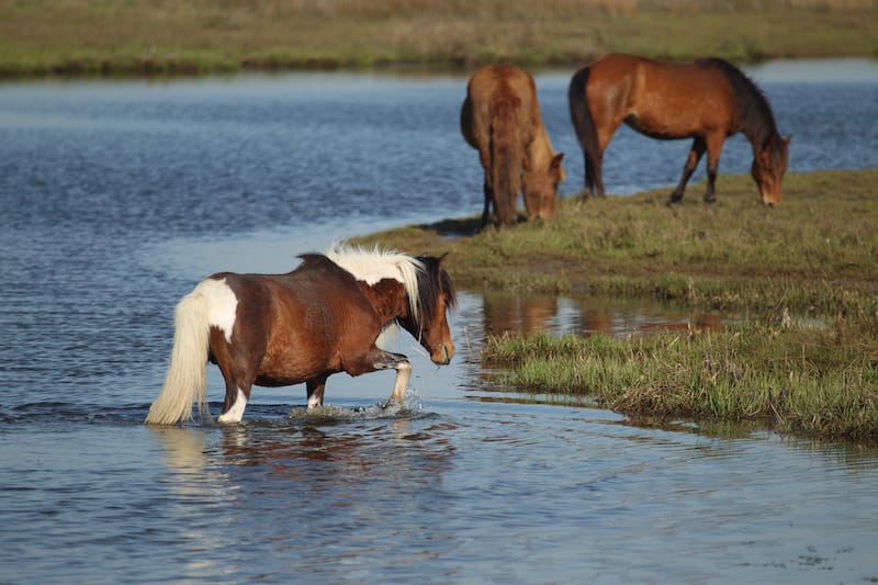 Assateague Island National Seashore