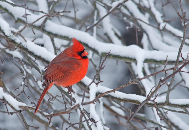 Cardinal in Abingdon in winter