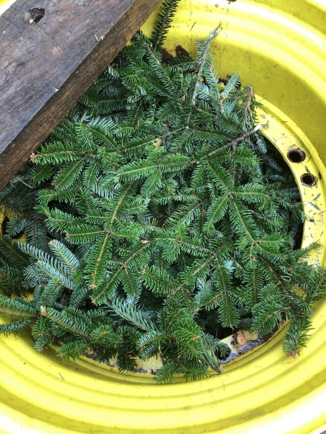 12 Festive Christmas Tree Farms in North Carolina (+ Locations)