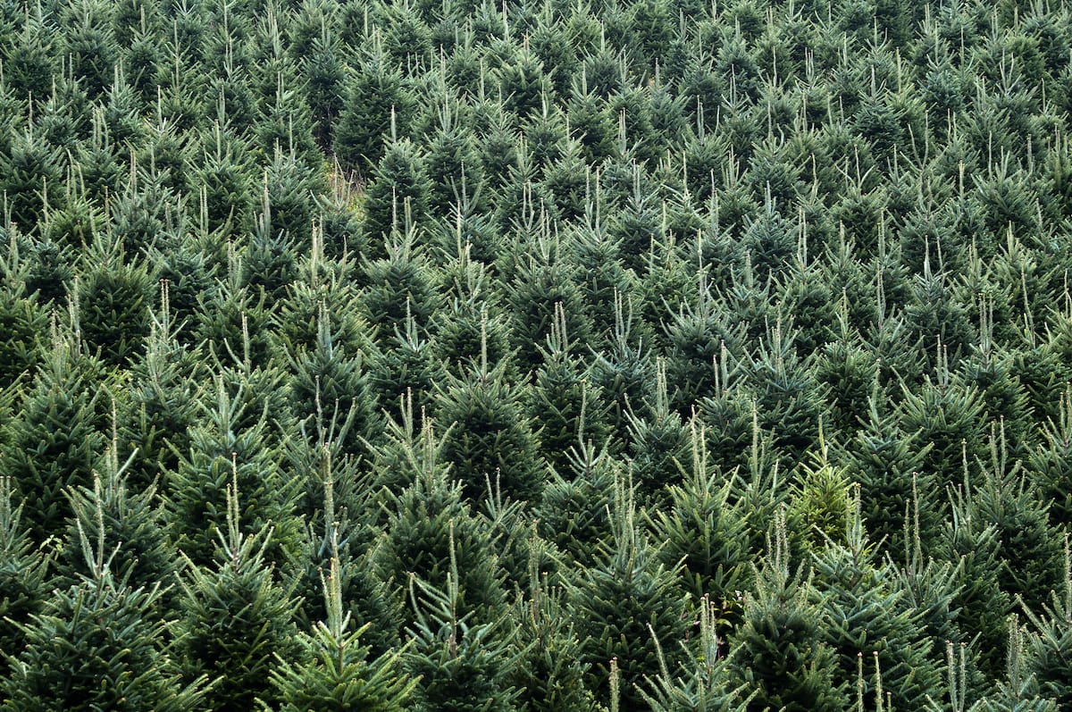 Christmas tree farms in North Carolina
