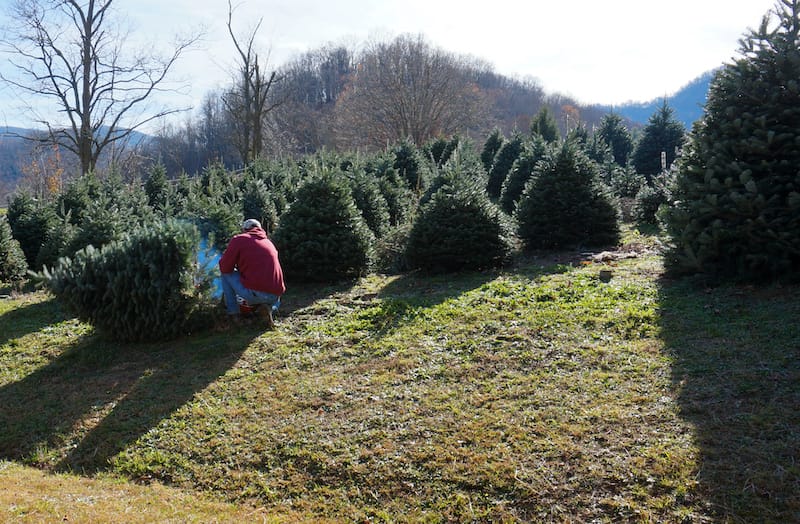 Cutting down a Christmas tree in North Carolina
