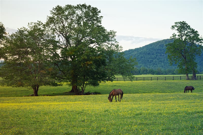 Horses in Virginia