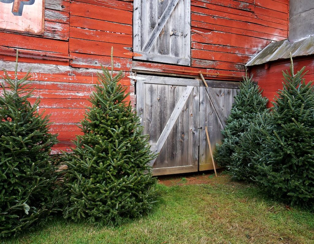 NC Christmas Tree Farms