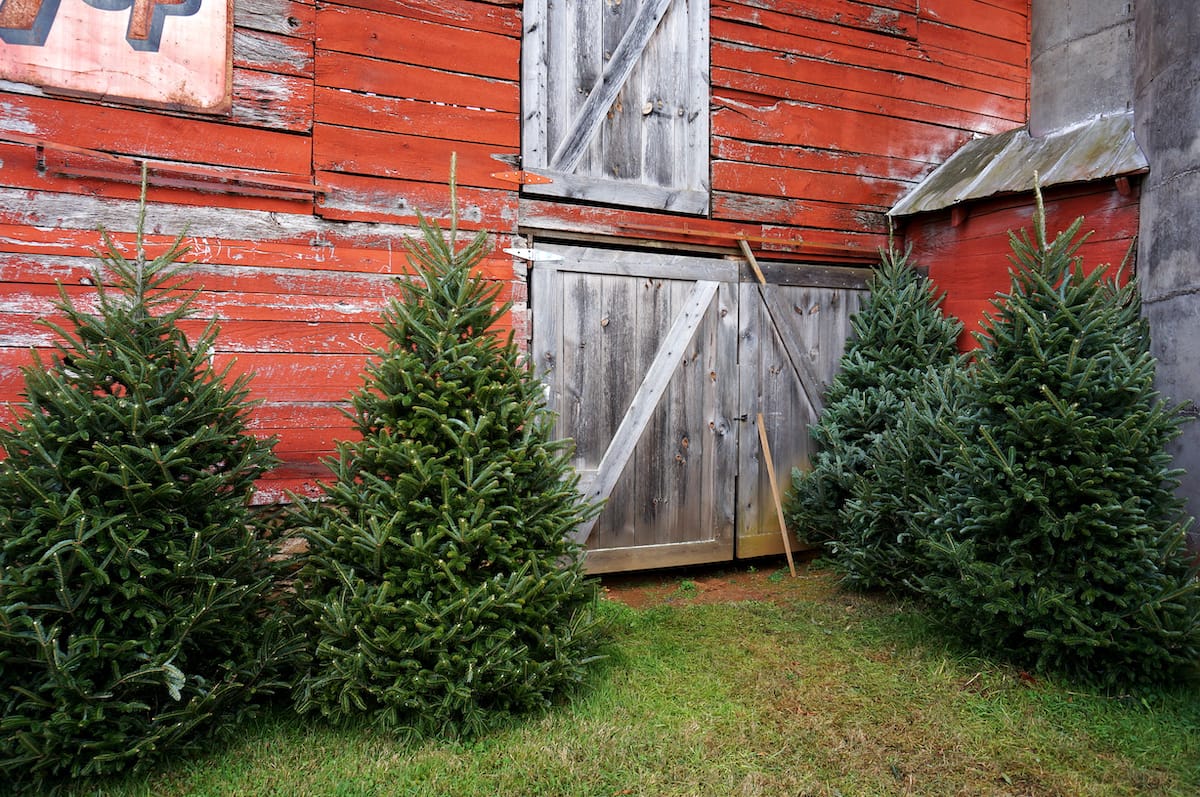 NC Christmas Tree Farms