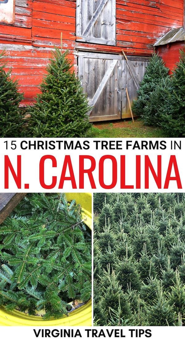 Looking for the perfect tree this holiday season? These are the best Christmas tree farms in North Carolina - including cut-your-own trees, wreaths, and more! | Christmas in North Carolina | North Carolina Christmas tree farms | North Carolina winter | Christmas tree farms in Boone | Christmas tree farms near Raleigh | Christmas tree farms Blue Ridge Mountains | Christmas tree farms in NC | Christmas tree farms near Charlotte