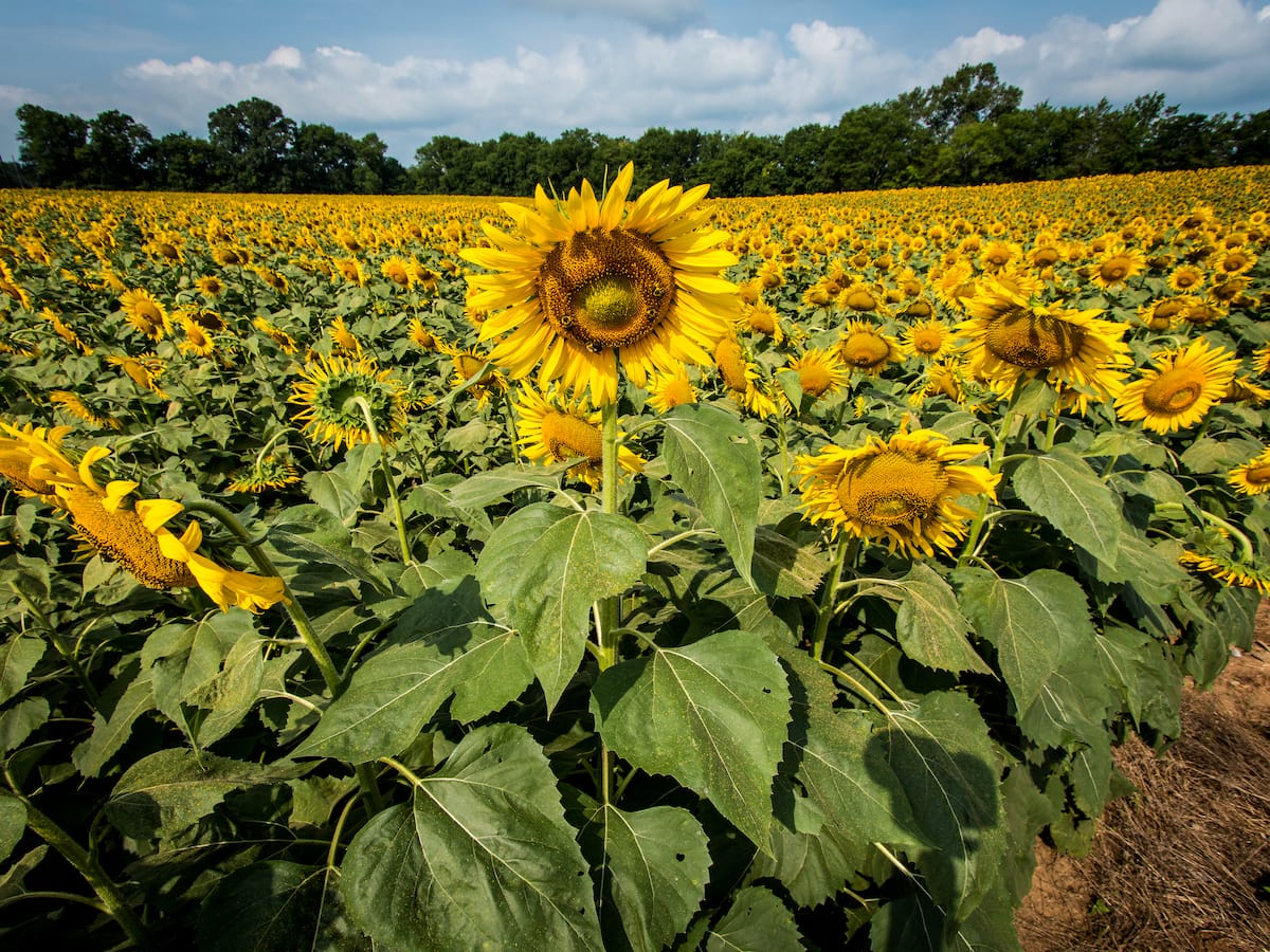 Ooltewah's sunflower fields