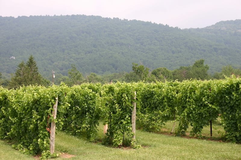 Virginia wine country