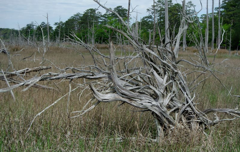 First Landing State Park