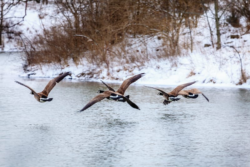 Geese at Kentucky Lake in winter