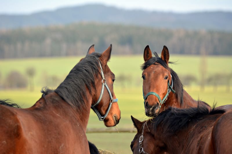 Horses in Lexington in winter