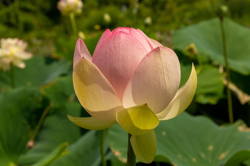 Lotus inside of the Botanic Garden in DC