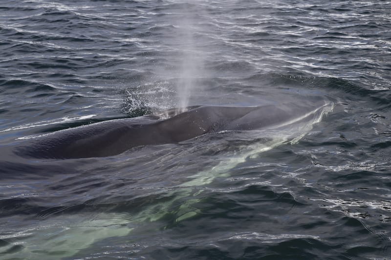 Minke whales can be seen off of the VA coast in winter