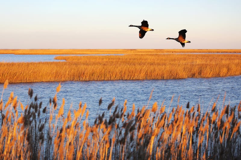 Bombay Hook National Wildlife Refuge in Smyrna DE