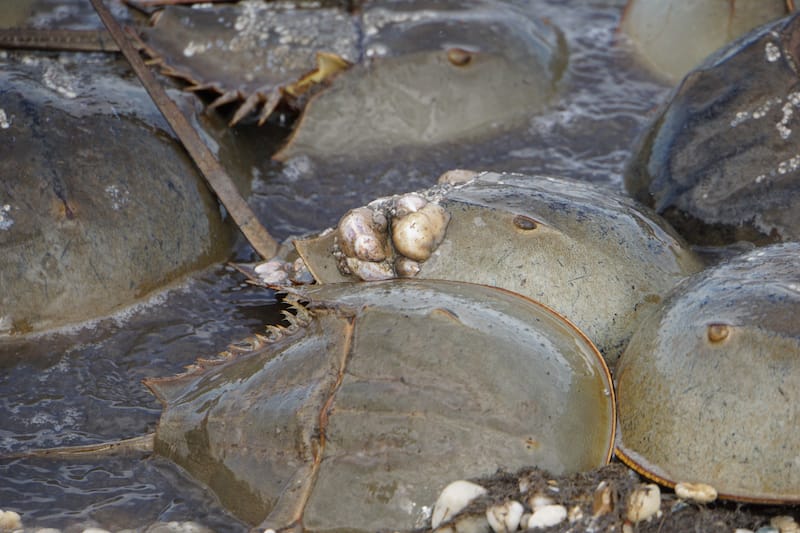 Kitts Hummock's Horseshoe crabs