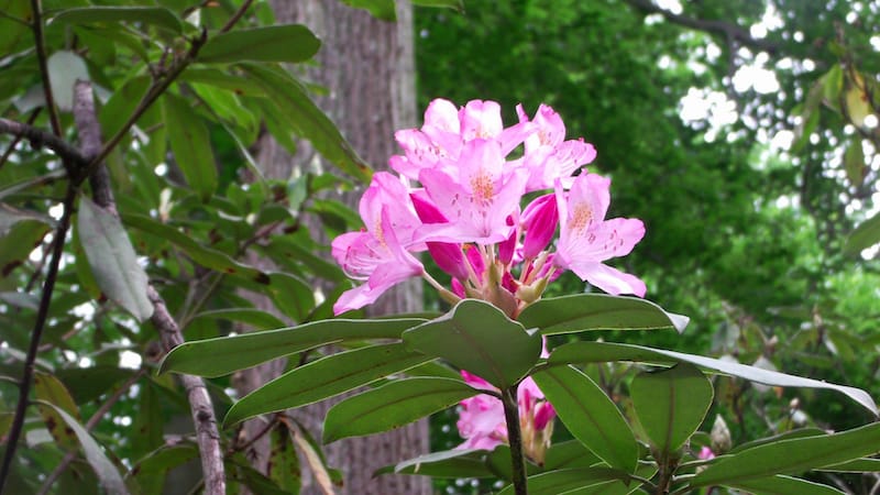 Louis Ginter Botanical Garden