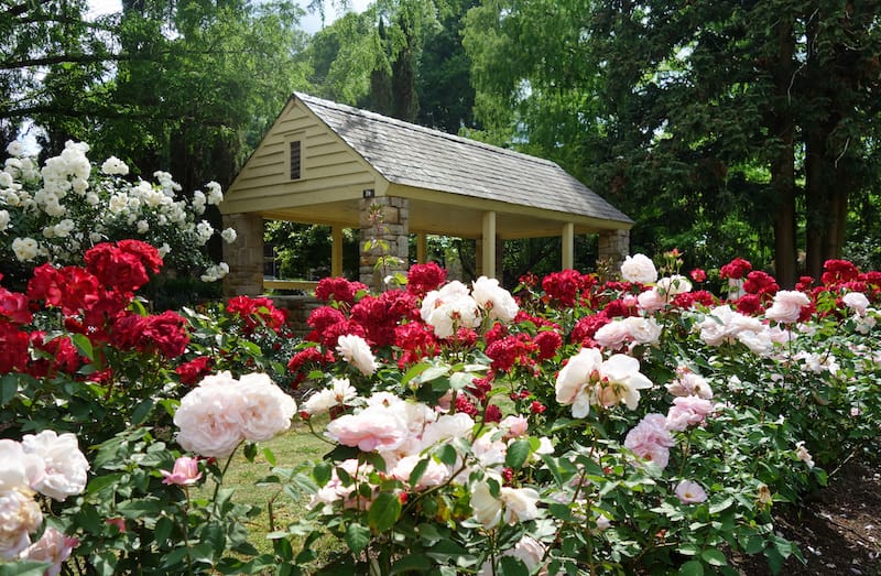 Raleigh Municipal Rose Garden