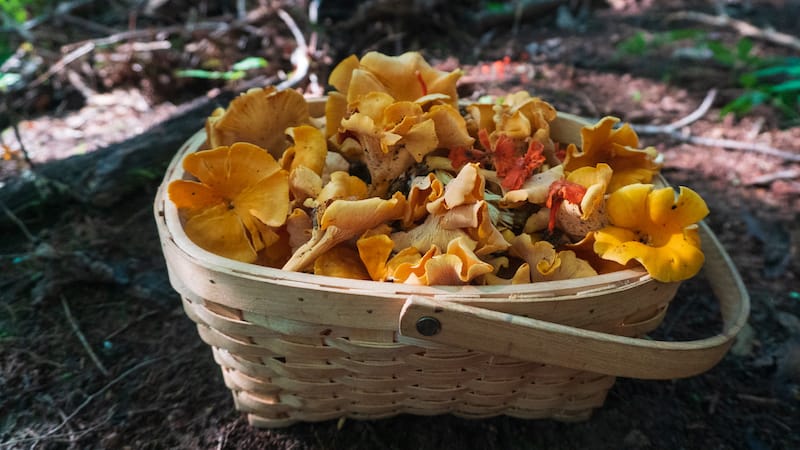 Wild Smooth Chanterelles and Cinnabar Chanterelles foraged in Asheville