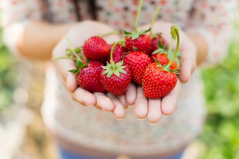 Best places for strawberry picking in North Carolina