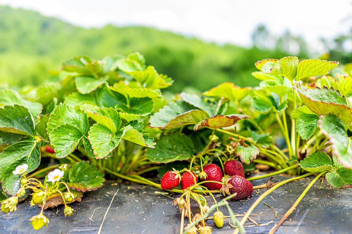 Best places for strawberry picking in Virginia