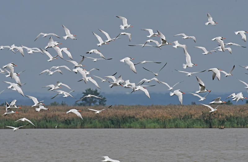 Hart-Miller Island wildlife via Laura Wolf (Flickr CC BY 2.0)