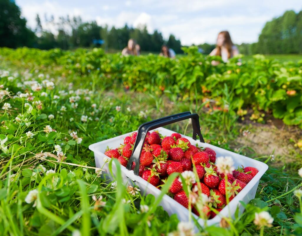 Self-pick strawberry farms in North Carolina