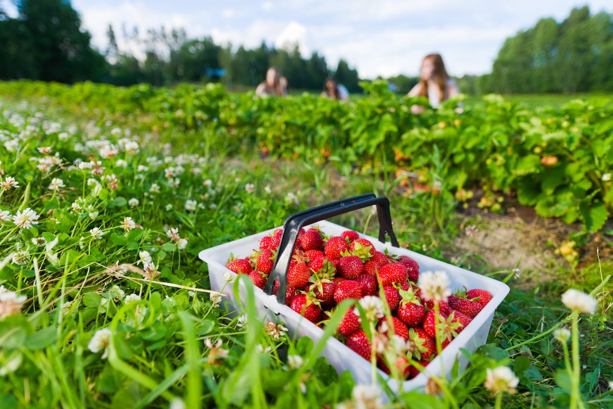 Strawberry Picking Farms 2024 - Sayre Courtnay